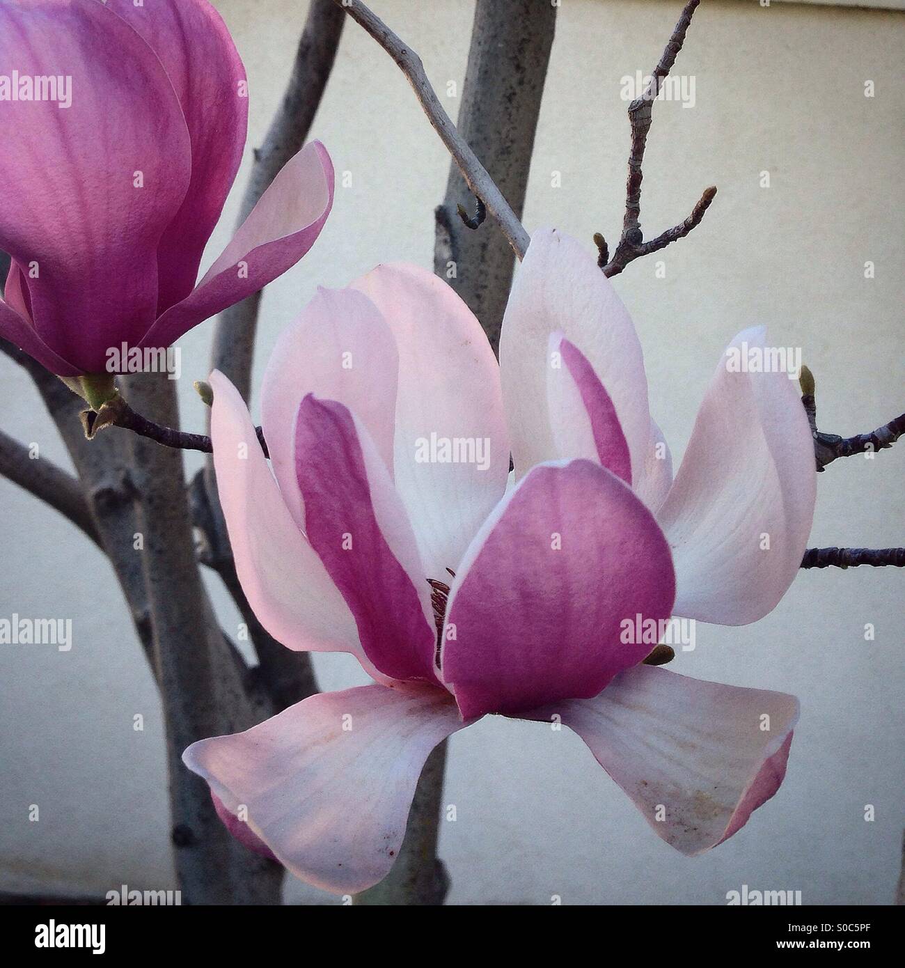 Japanese Magnolia Stock Photos & Japanese Magnolia Stock Images - Alamy