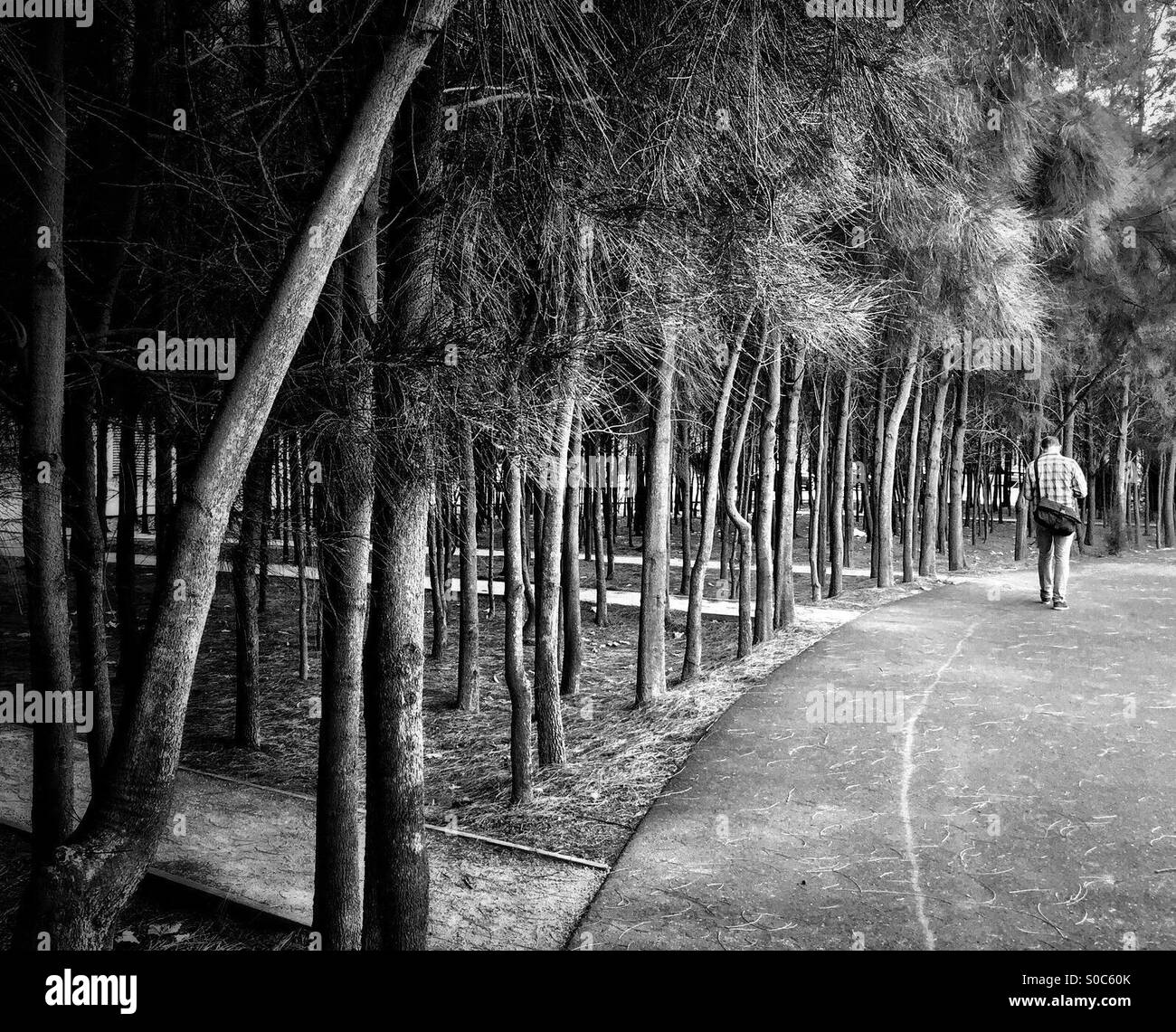 Man walking along curved path beside trees Stock Photo