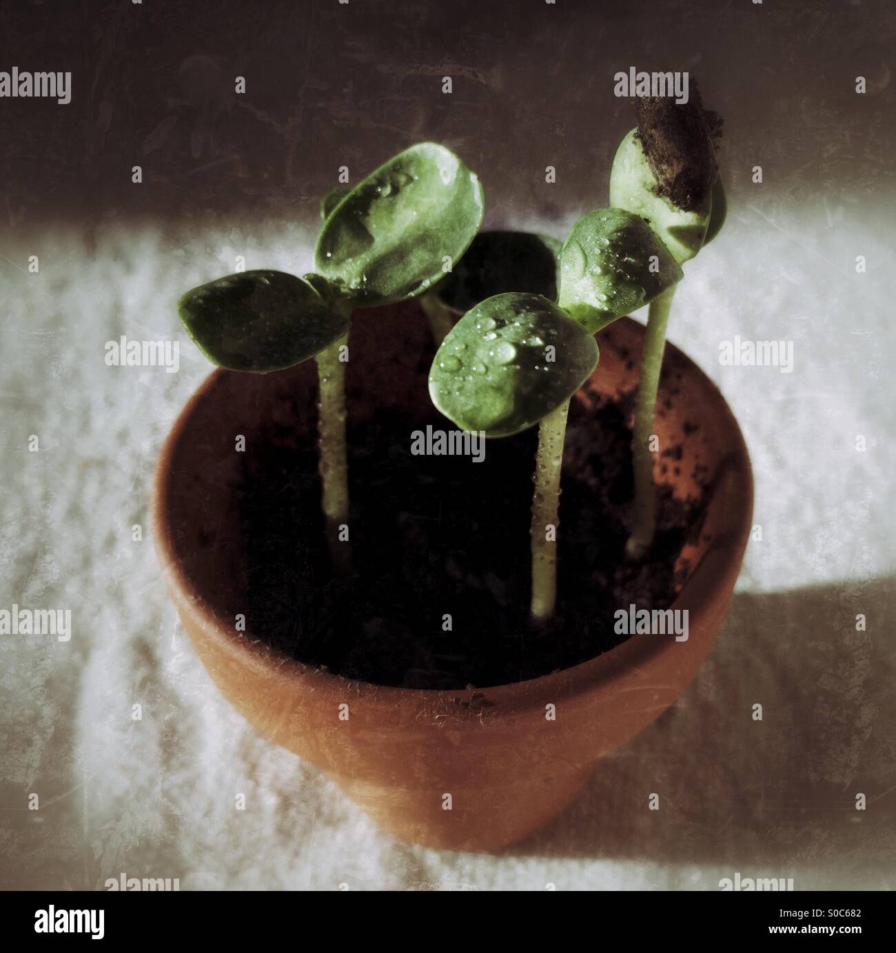 Miniature Sunflower Seedlings in Terra Cotta Pot Stock Photo Alamy
