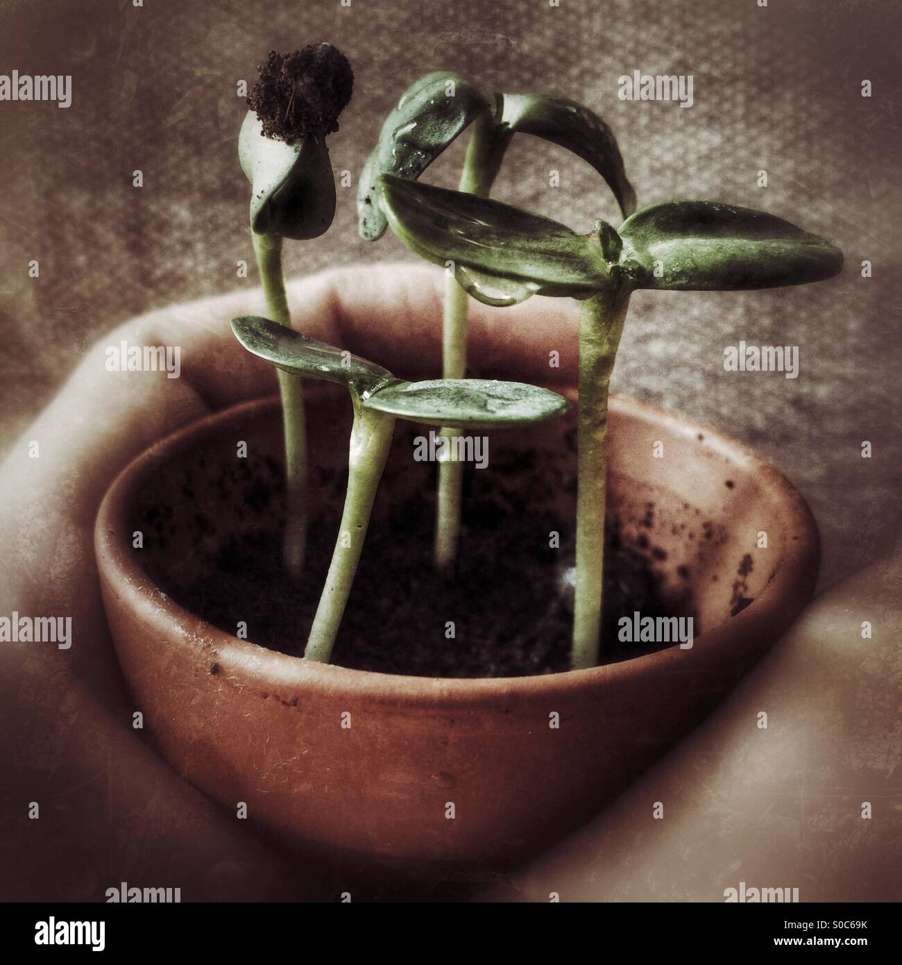 Sunflower seedlings with water droplets on their leaves Stock Photo Alamy