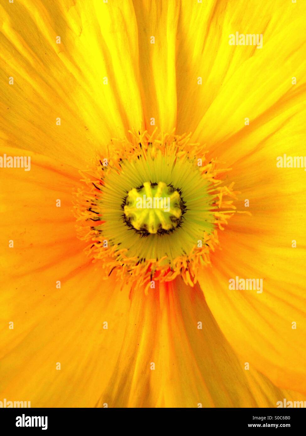 Yellow poppy close-up Stock Photo