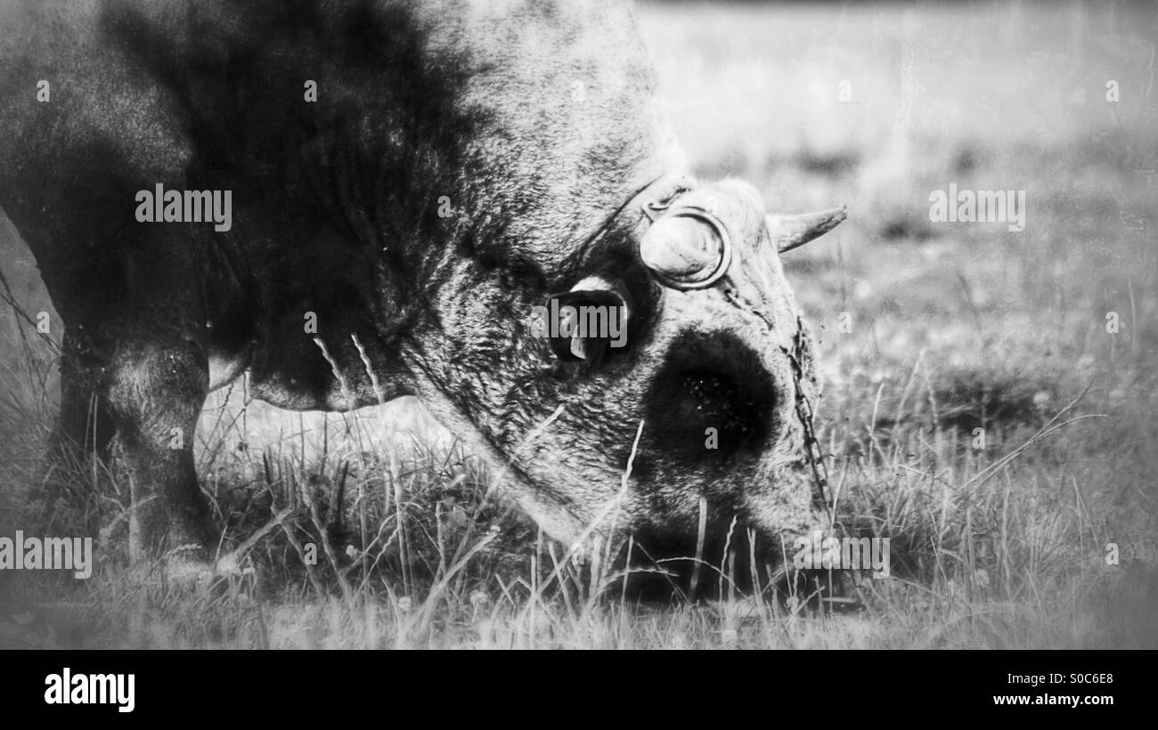 Lunch - Smartphone Captured Stock Image