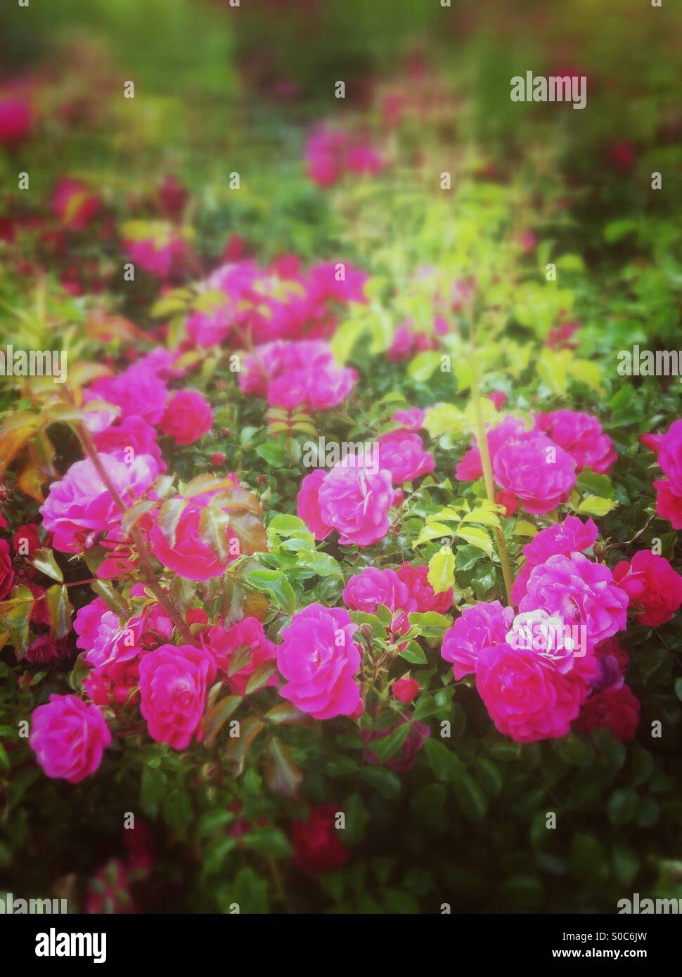 Pink rose flowers garden Stock Photo