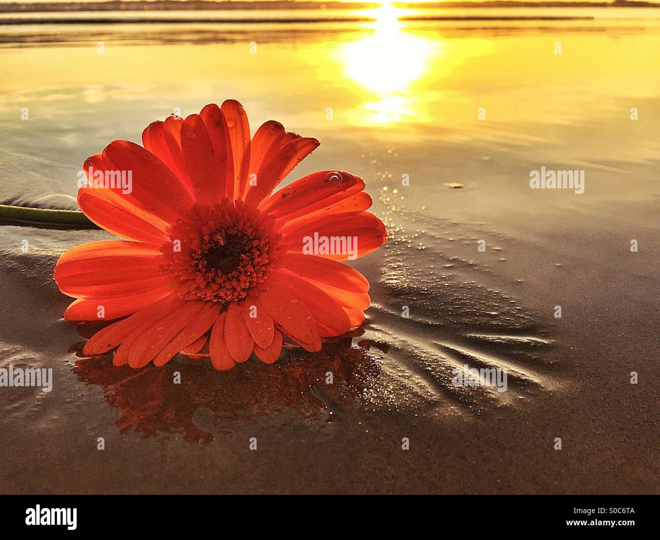 One Flower Left On The Beach At Sunset In Remembrance Of A Loved One's Passing Stock Photo