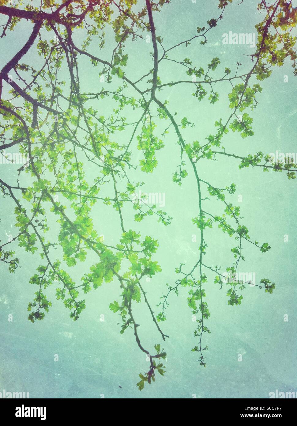 Fresh green spring leaves on branches Stock Photo