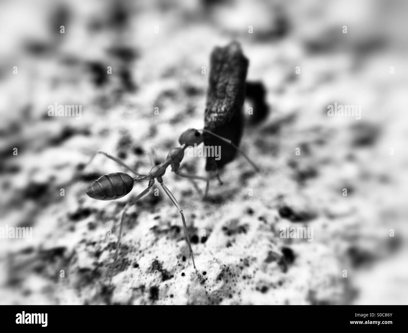 Ants working hard Stock Photo