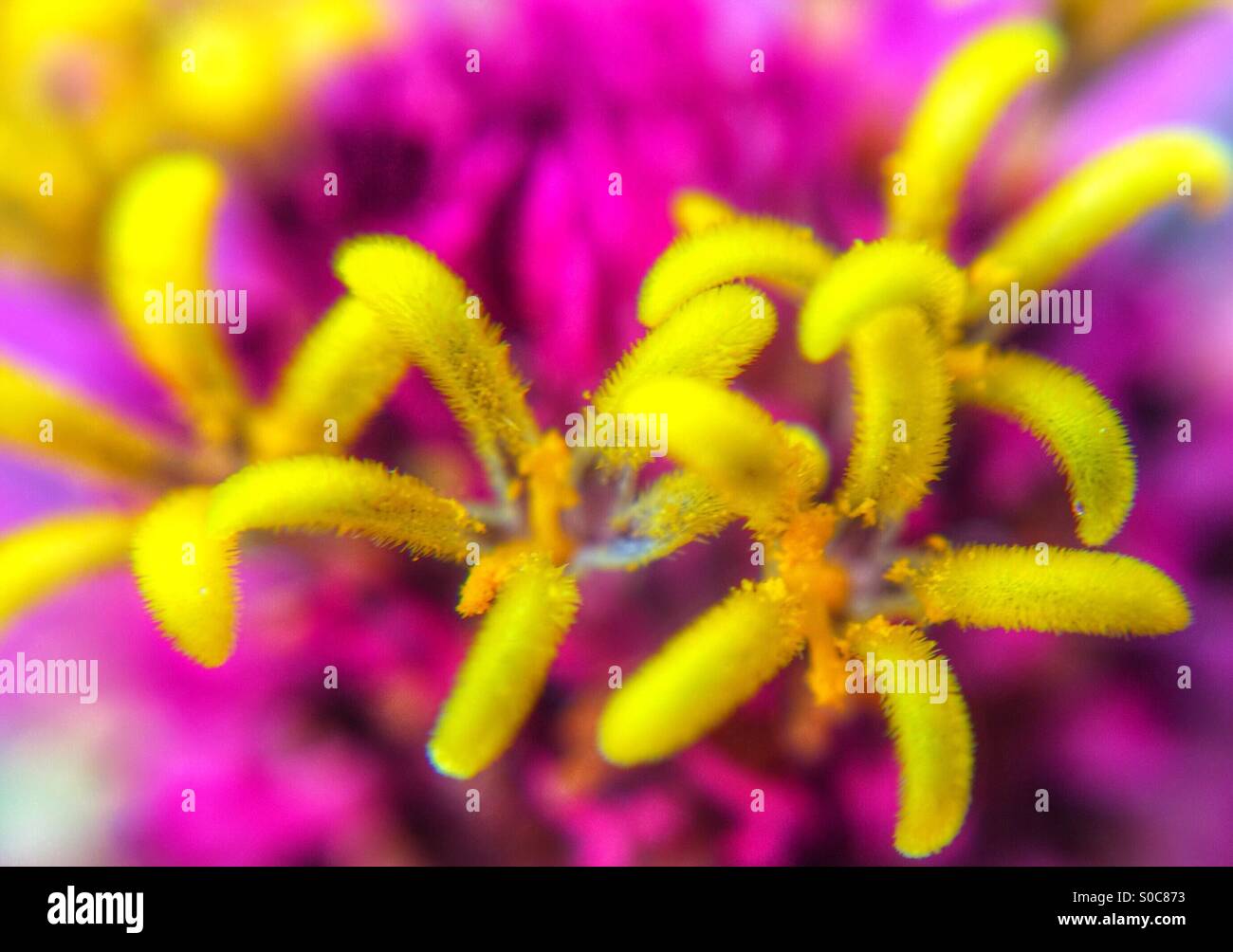 Pollen grains hi-res stock photography and images - Alamy