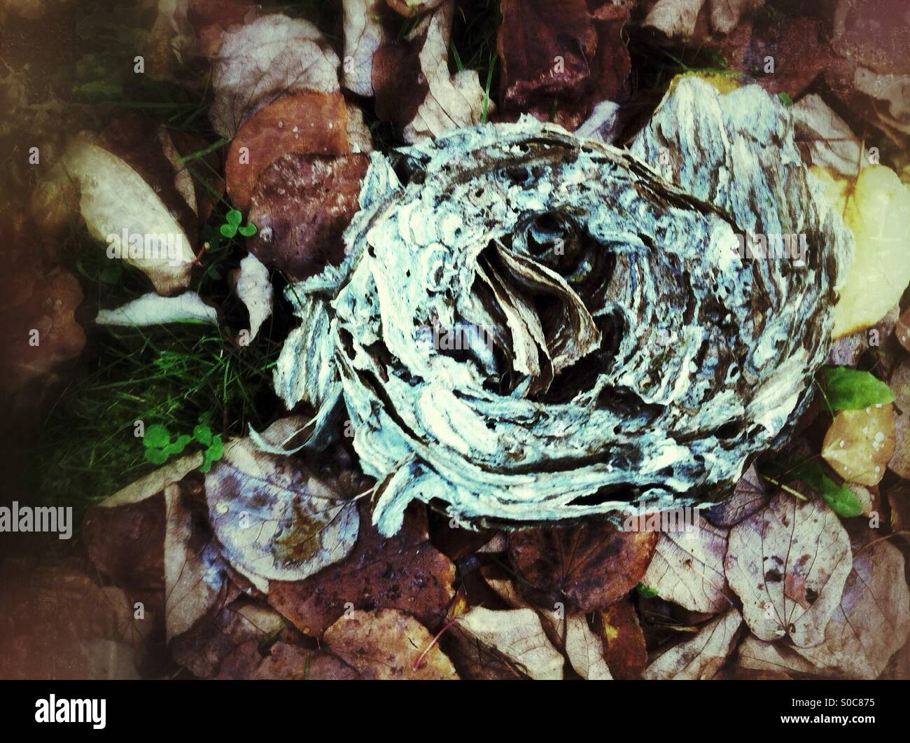 Abandoned wasp nest on the ground - Smartphone Captured Stock Image