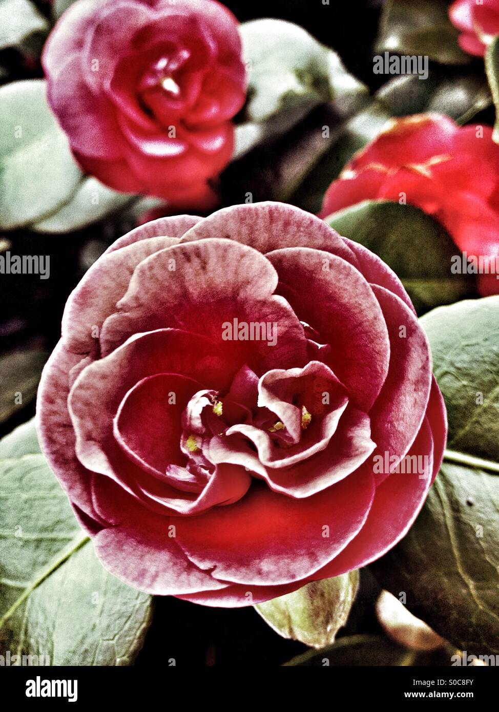 Camellia flowers on bush Stock Photo