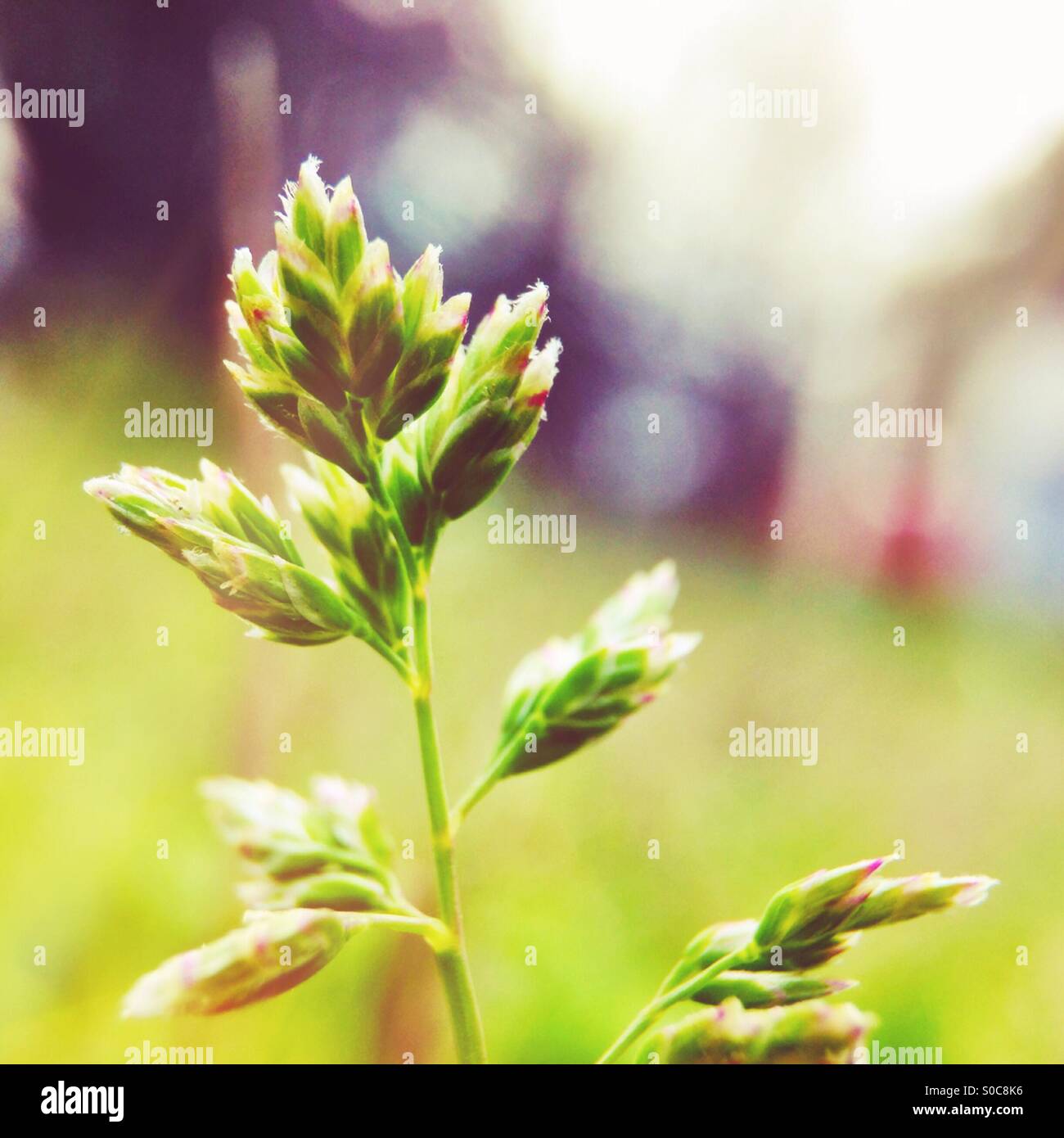 Backlit grass seeds - Smartphone Captured Stock Image