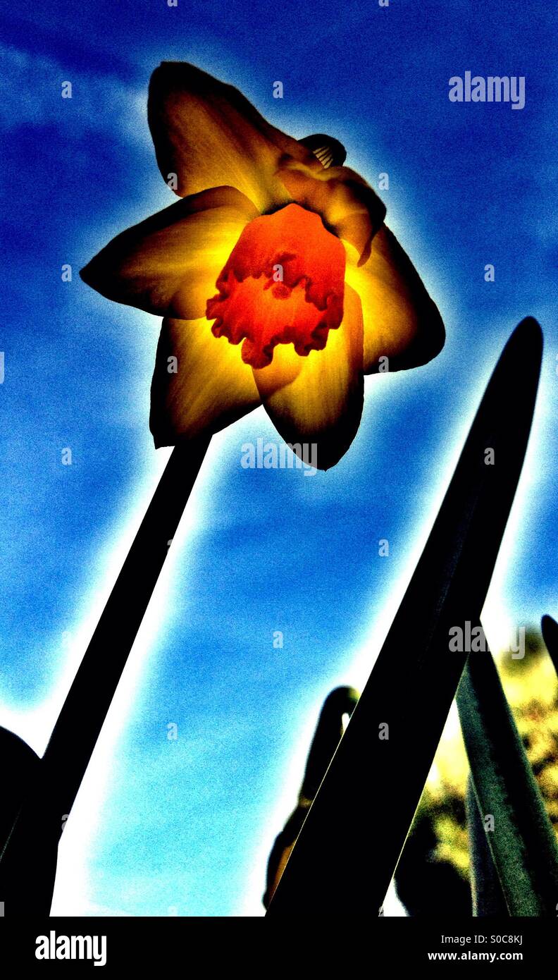 Spring daffodils - Smartphone Captured Stock Image