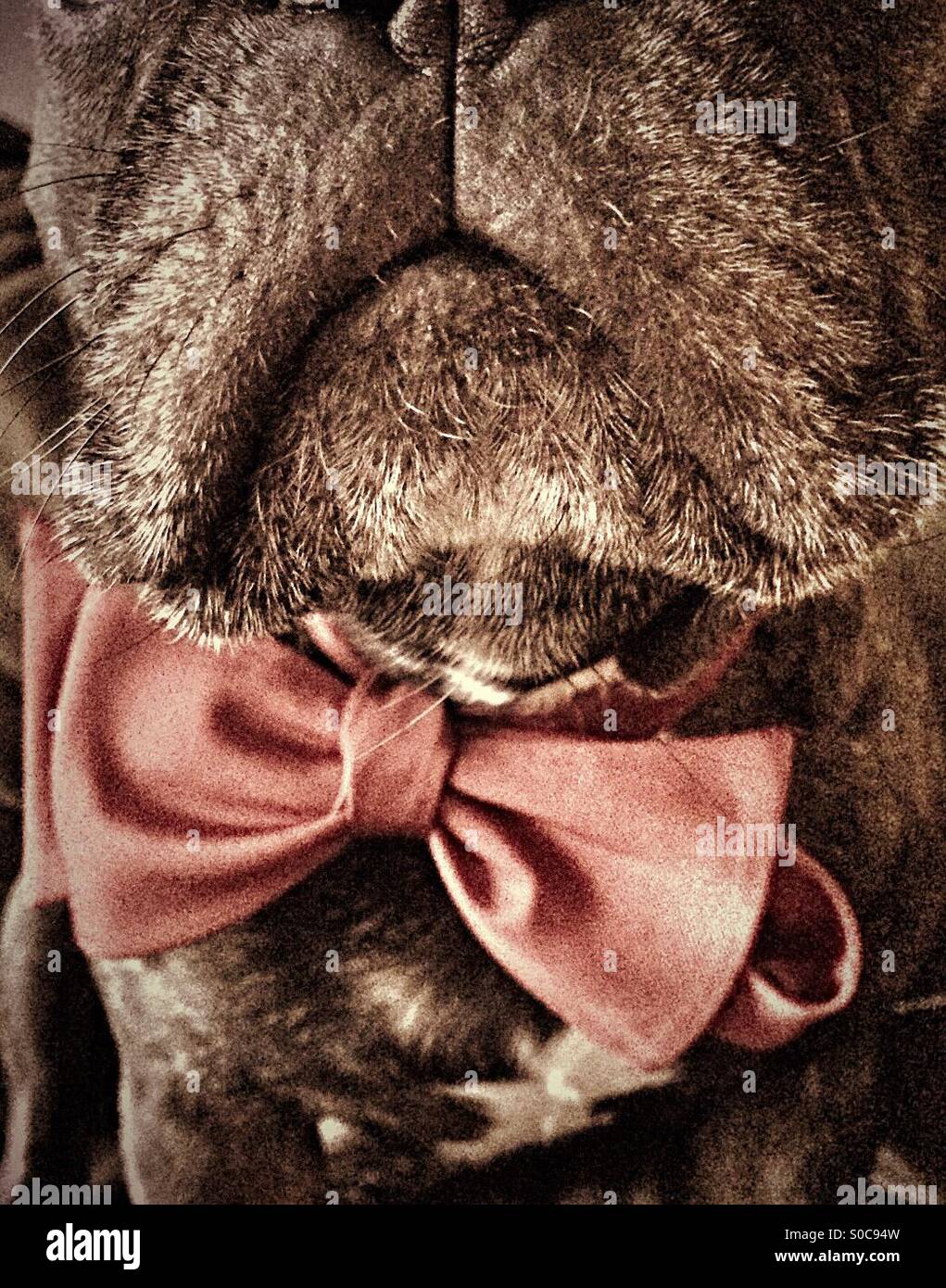 Dog wearing a bow tie Stock Photo Alamy