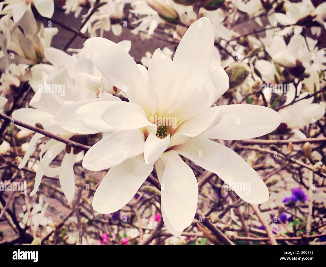 Magnolia - Smartphone Captured Stock Image