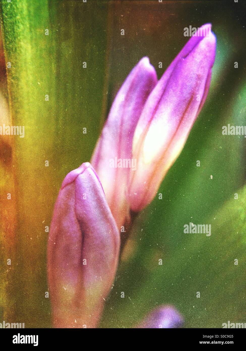 Spring chionodoxa flowers - Smartphone Captured Stock Image