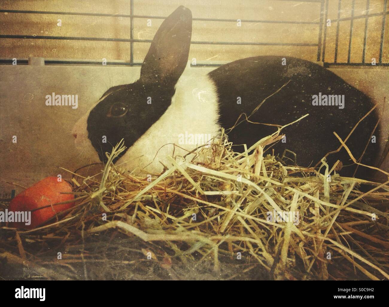 Dutch rabbit - Smartphone Captured Stock Image