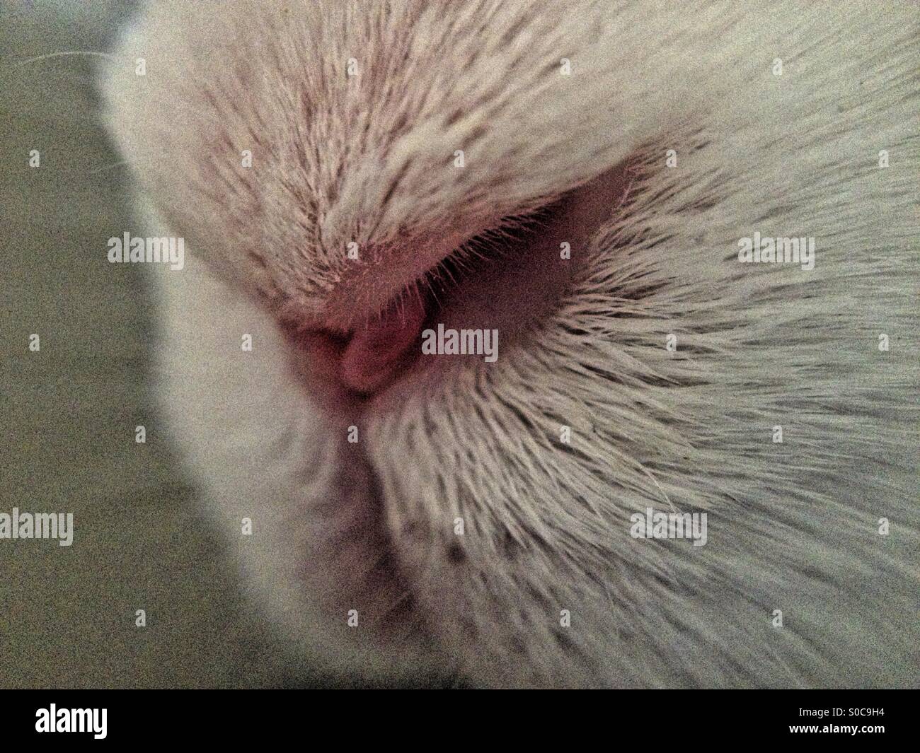 Close up of a rabbits nose - Smartphone Captured Stock Image