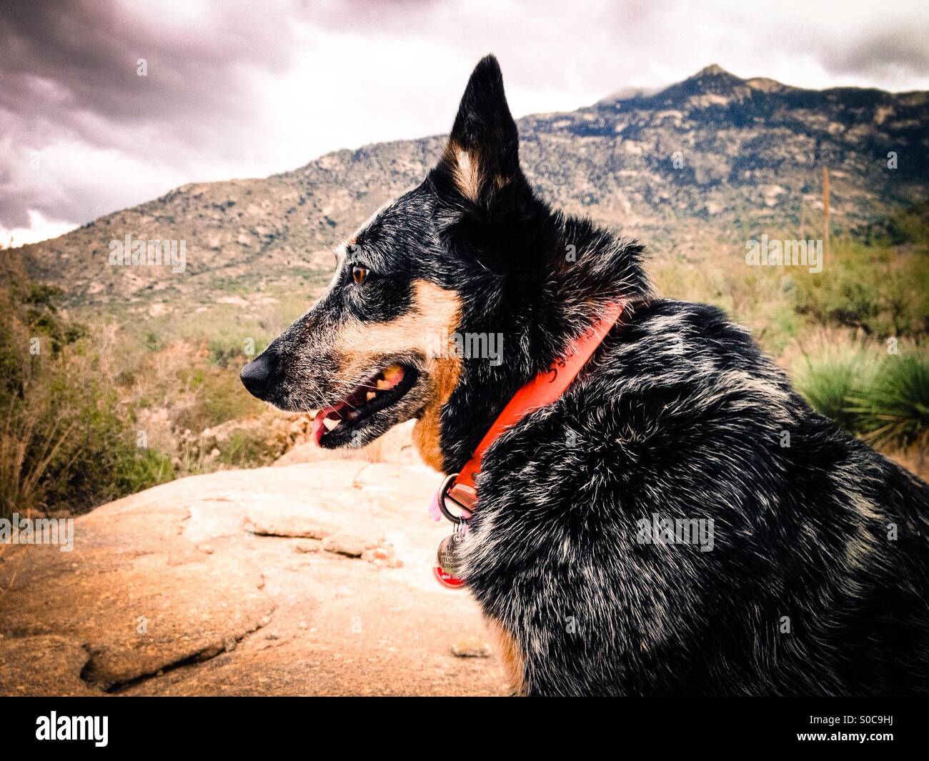 An Australian Cattle Dog, Blue Heeler, hiking in the Santa Catalina Mountains, Catalina, Arizona, USA. - Smartphone Captured Stock Image