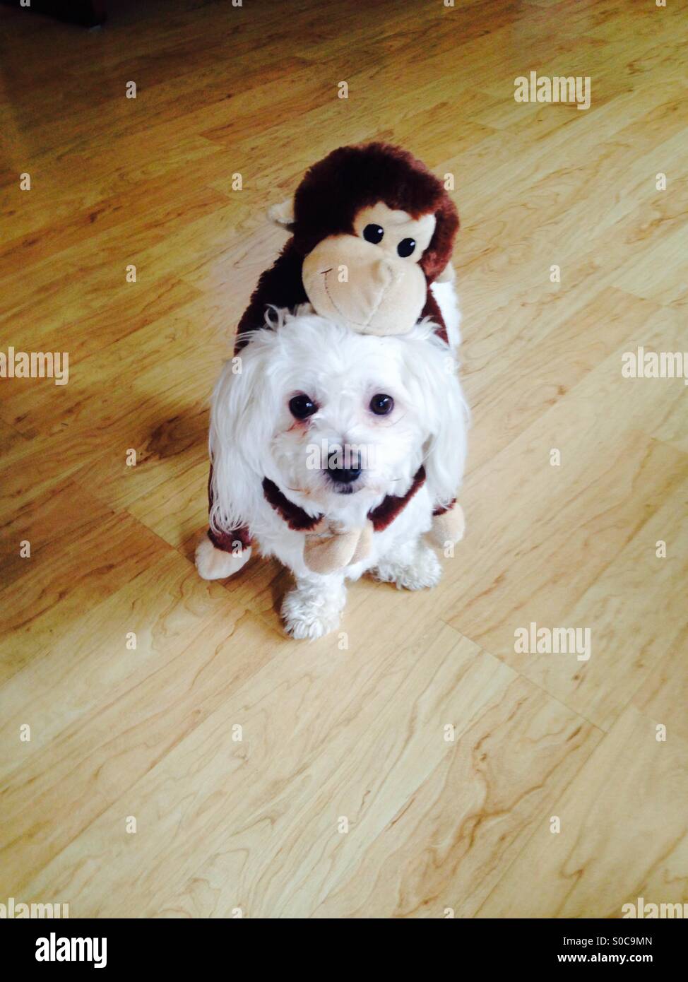 A small white dog with a stuffed monkey on his back. Stock Photo