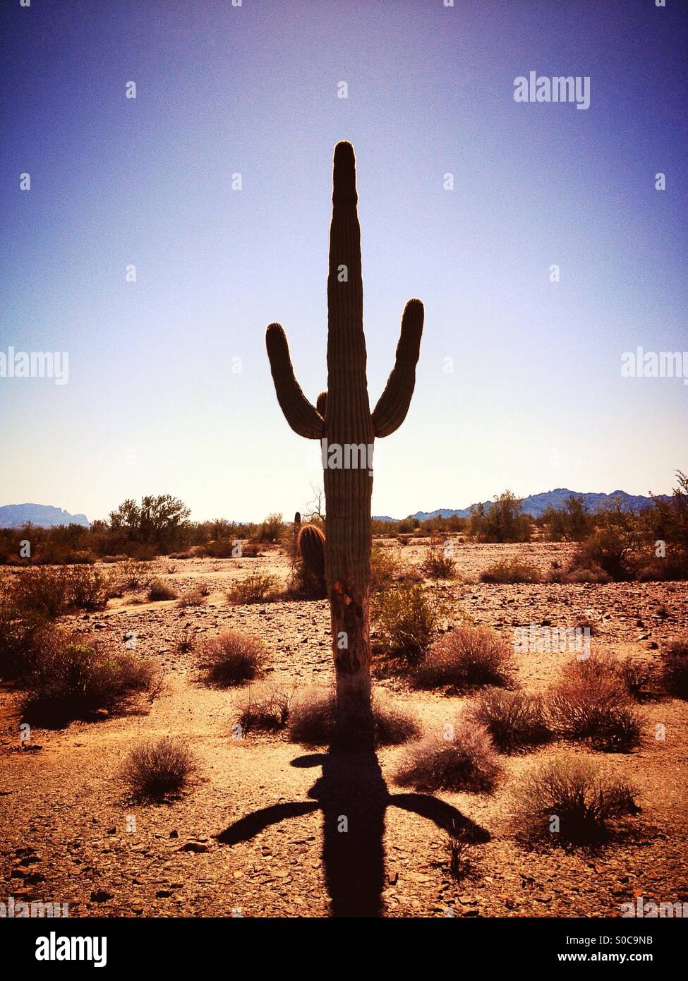 Saguaro cactus Arizona desert Stock Photo - Alamy