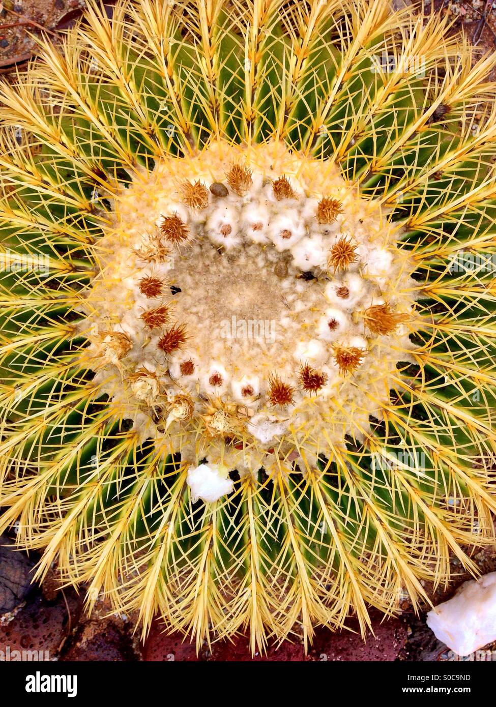 Barrel cactus Arizona desert - Smartphone Captured Stock Image