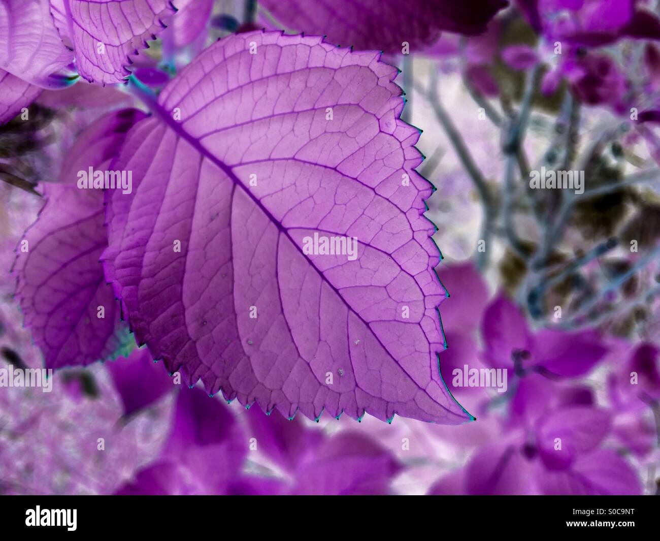 Deep purple leaf Stock Photo Alamy