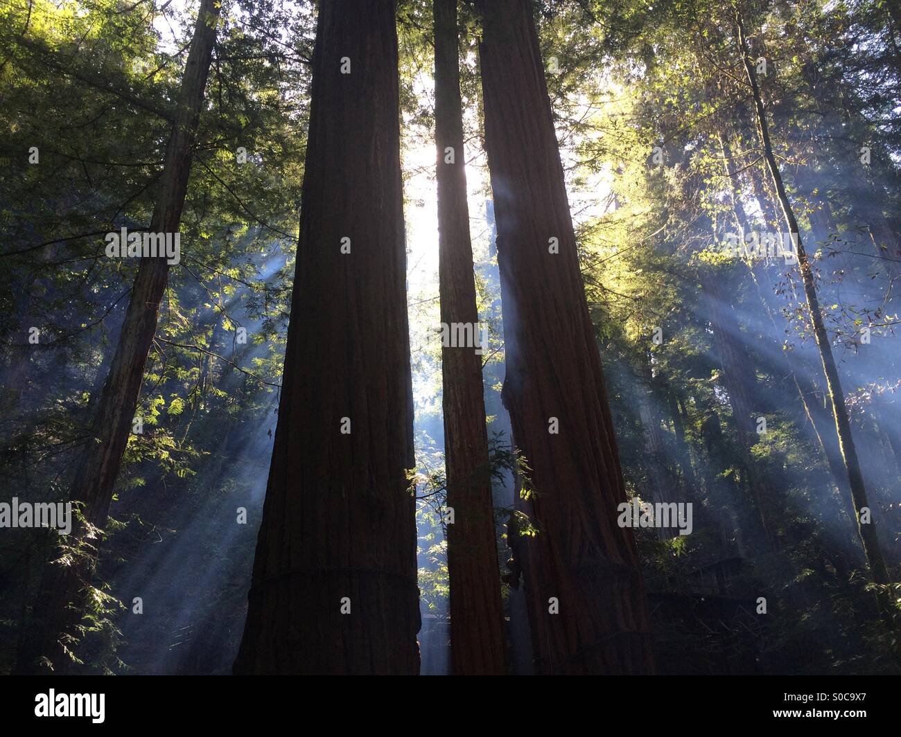 Light beams through the branches of California redwoods make an inspiring site. - Smartphone Captured Stock Image