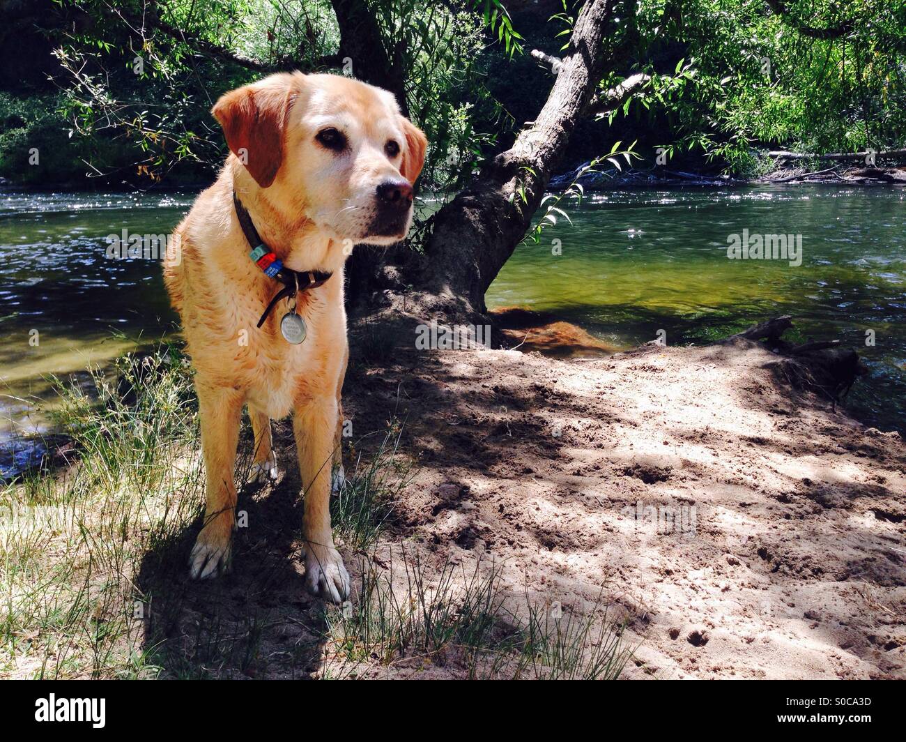 Golden Labrador by the river in Victorian Alps Australia Stock Photo