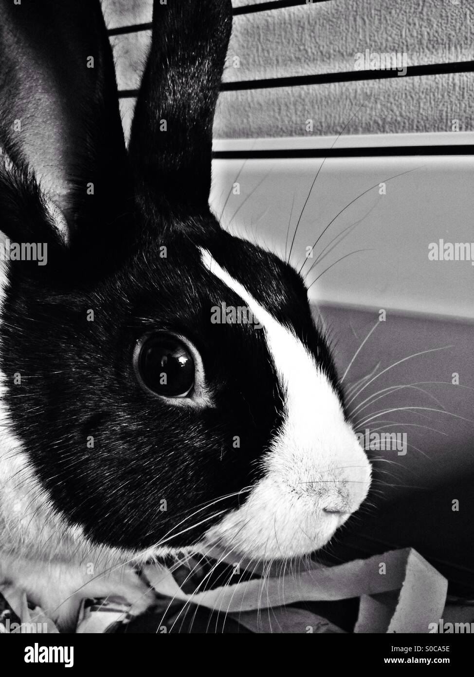 Dutch rabbit - Smartphone Captured Stock Image