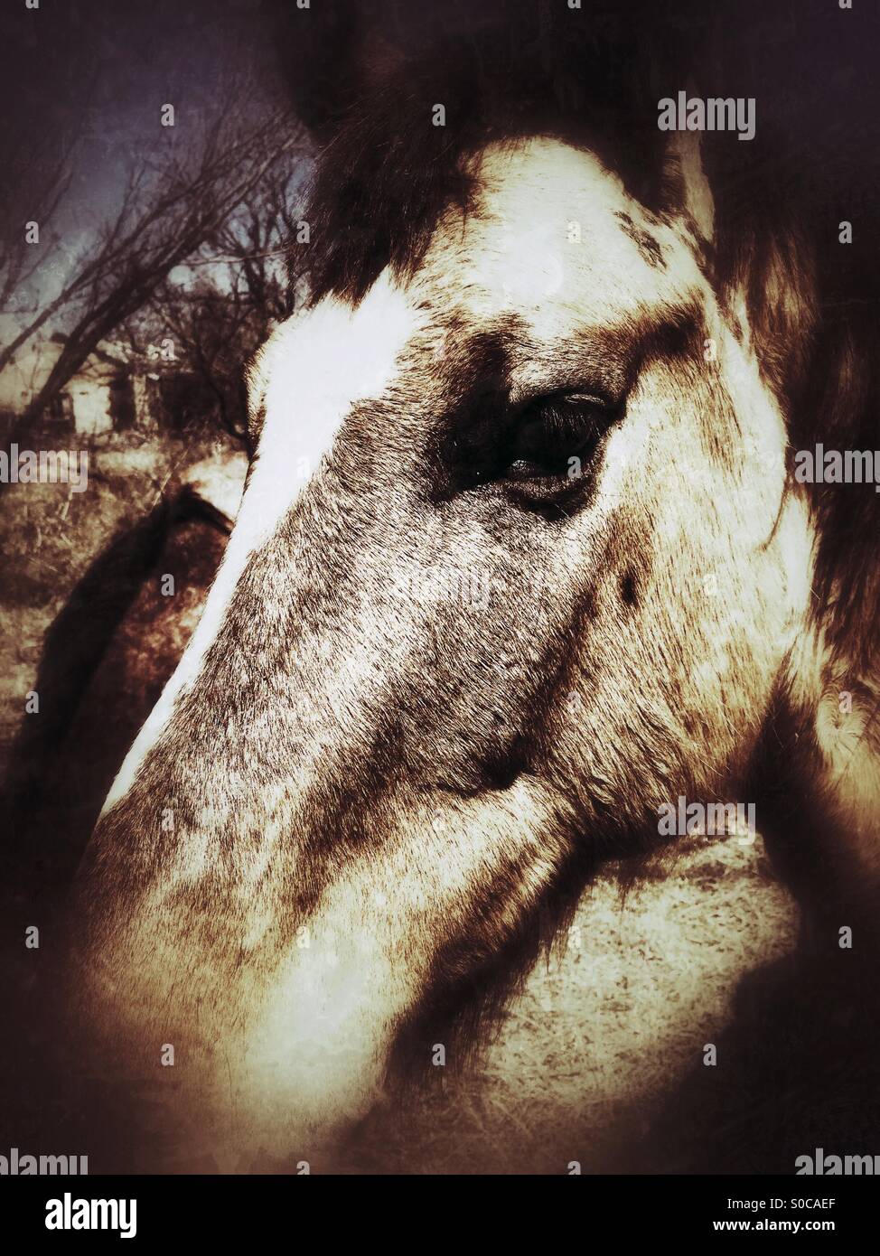 Rural city horse Stock Photo Alamy