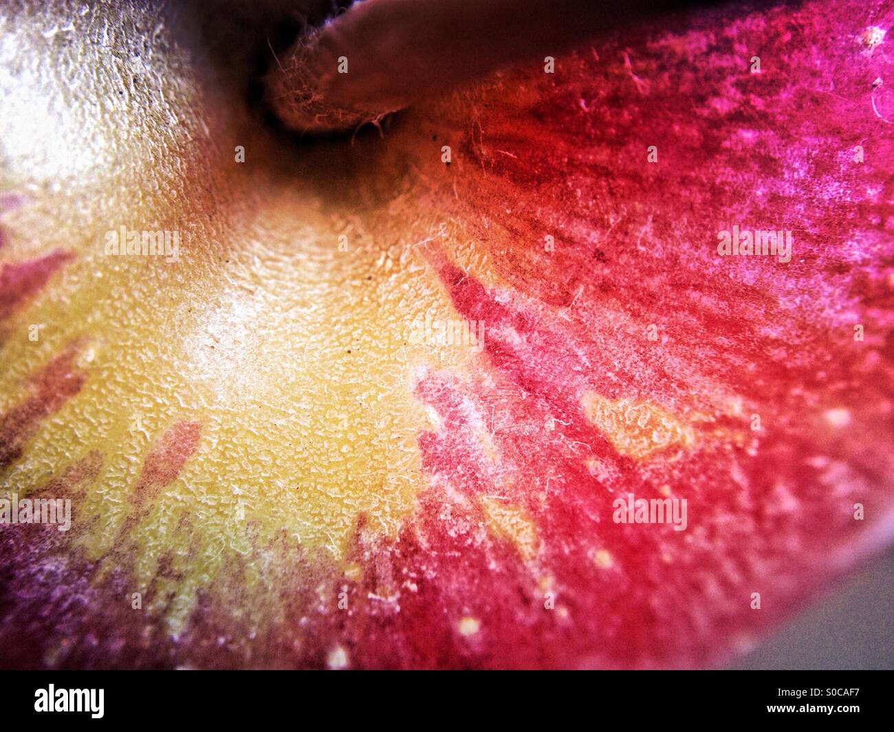 Top of an apple - Smartphone Captured Stock Image
