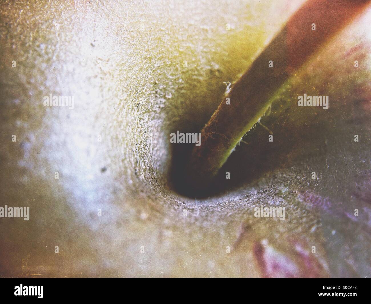 Top of an apple - Smartphone Captured Stock Image