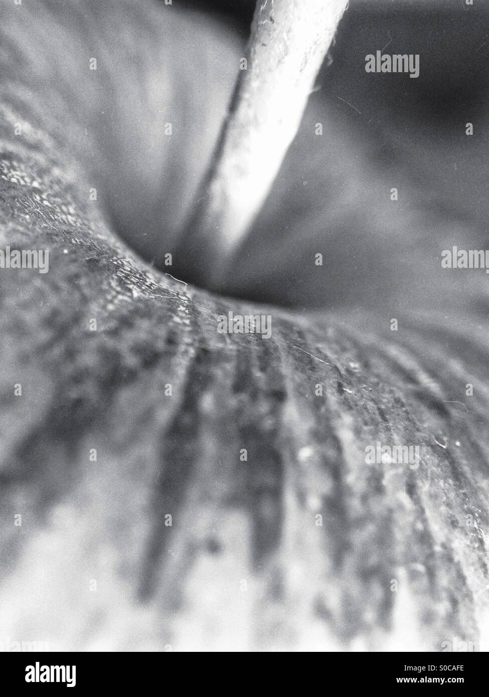 Top of an apple - Smartphone Captured Stock Image