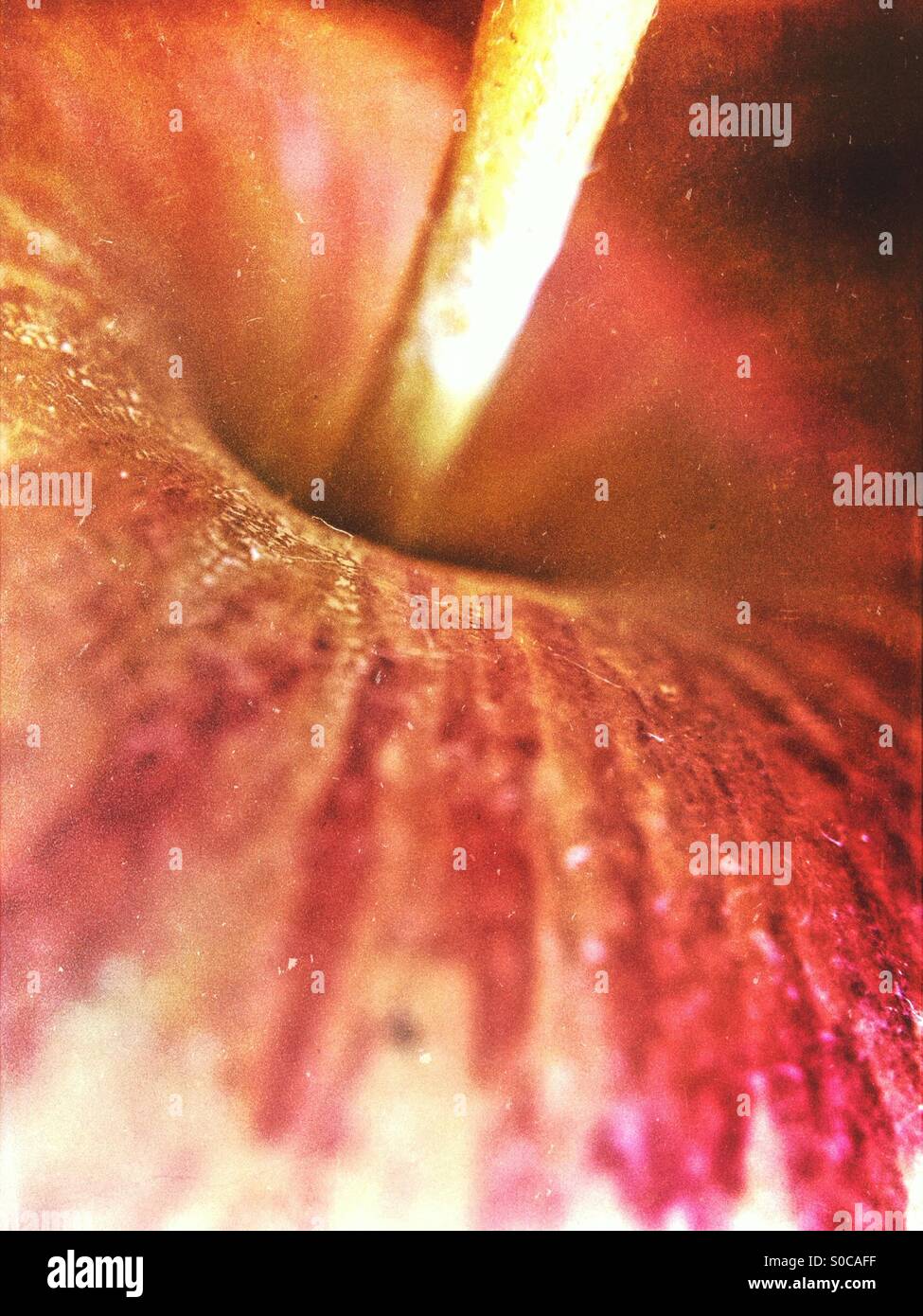 Top of an apple - Smartphone Captured Stock Image