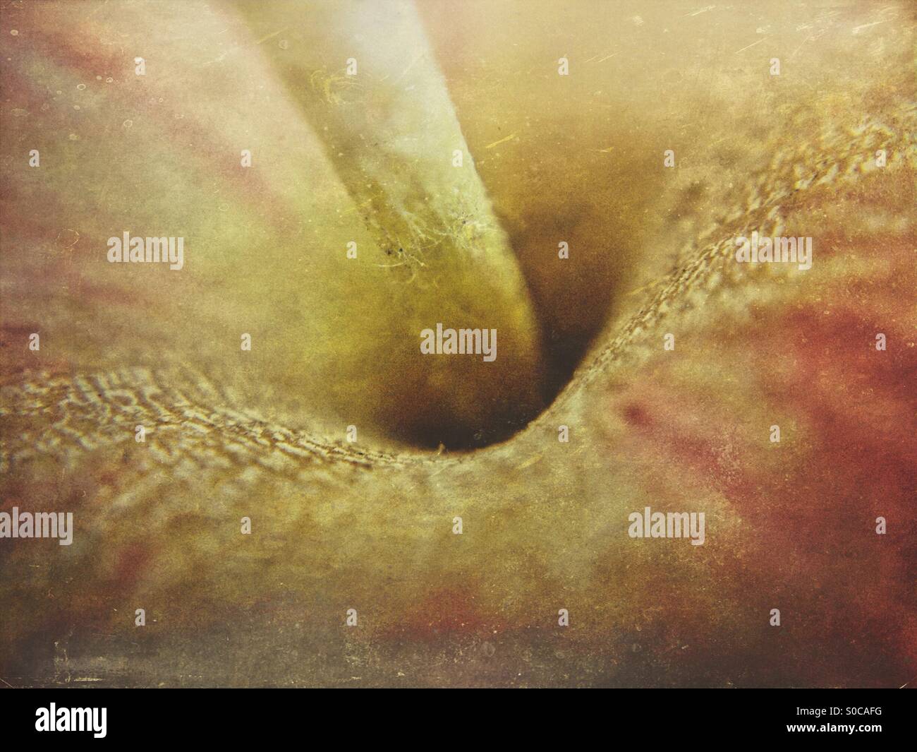 Top of an apple - Smartphone Captured Stock Image