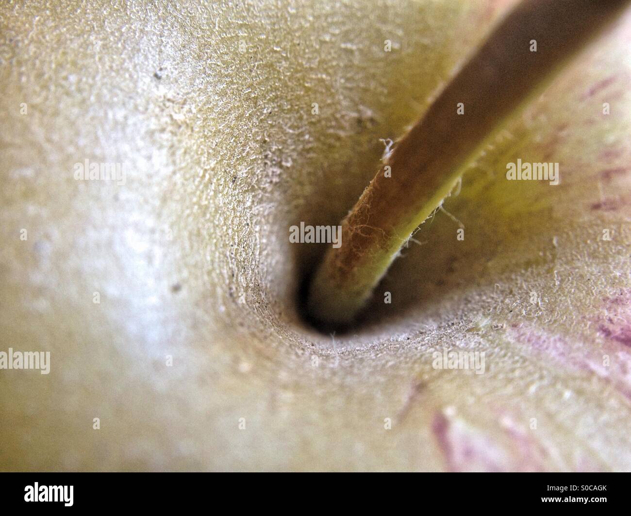 Top of an apple - Smartphone Captured Stock Image