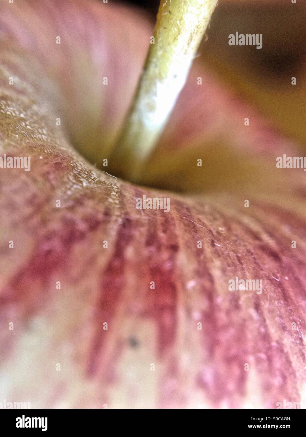 Top of an apple - Smartphone Captured Stock Image