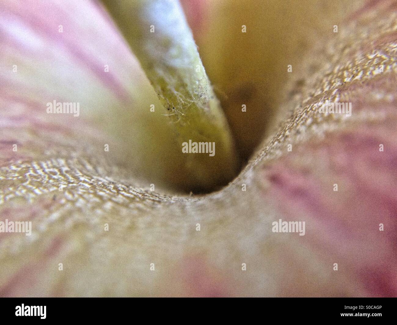 Top of an apple - Smartphone Captured Stock Image
