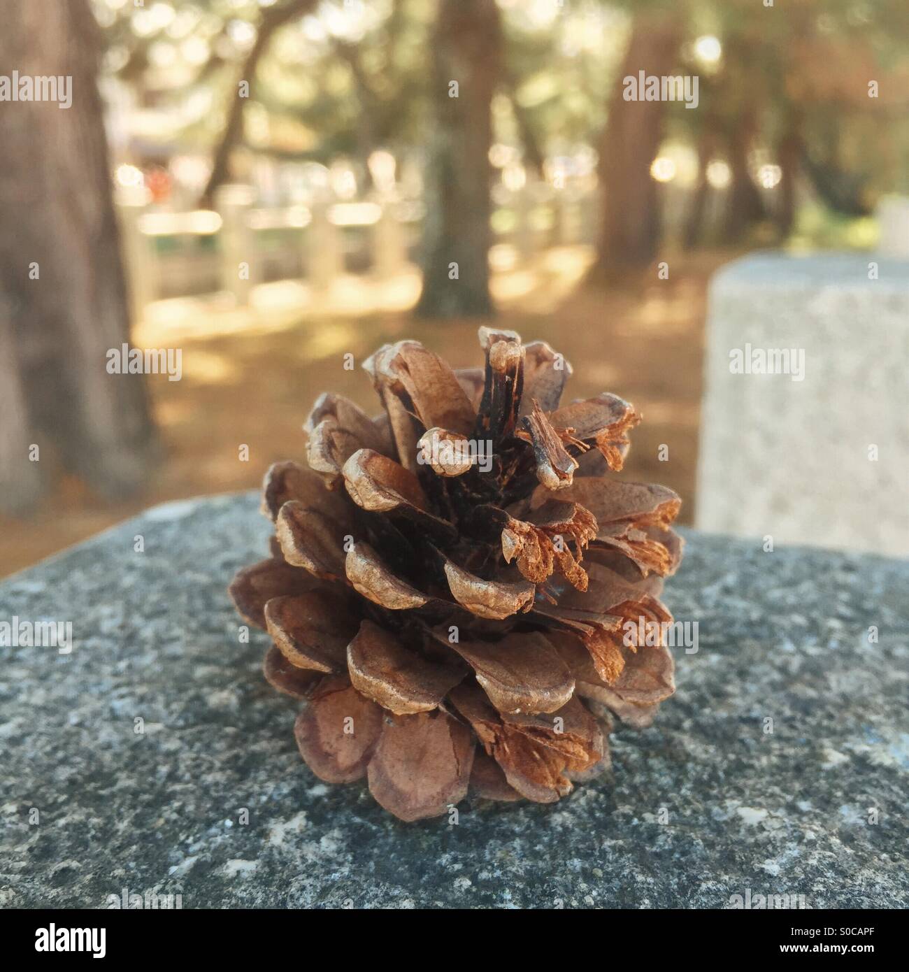Single pine cone on granite slab, with muted color palette for a vintage feel. Stock Photo