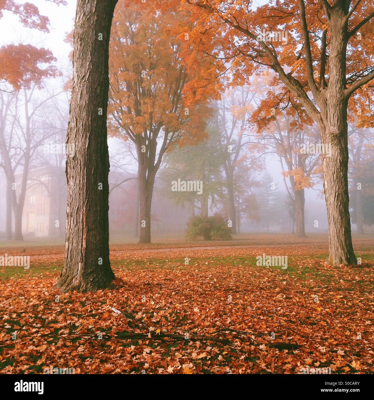 My Image 31