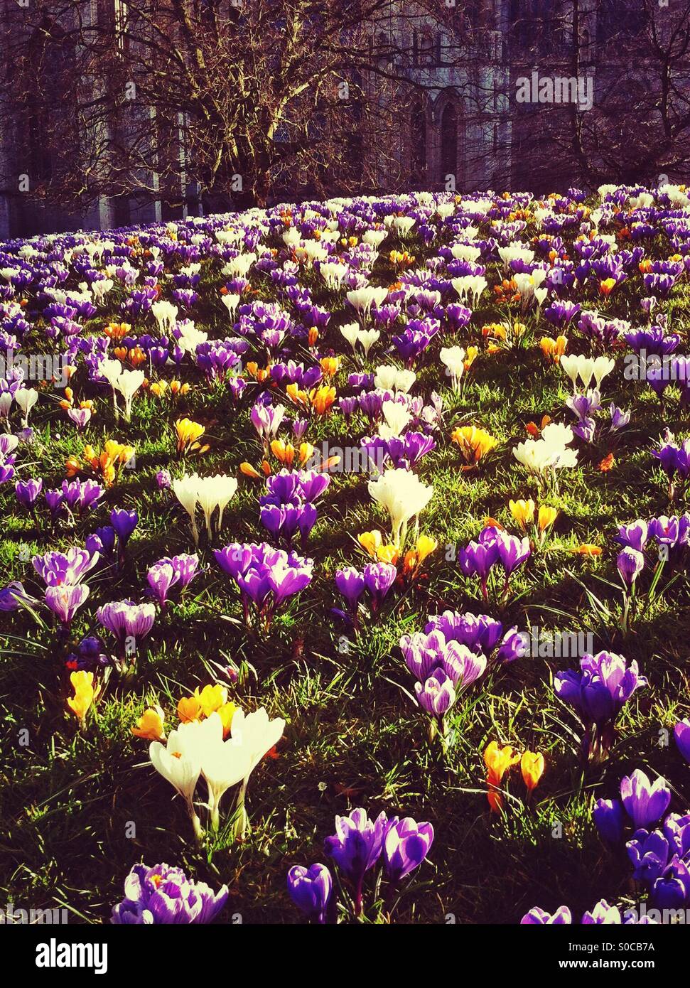 Crocuses in the park York North Yorkshire England UK - Smartphone Captured Stock Image