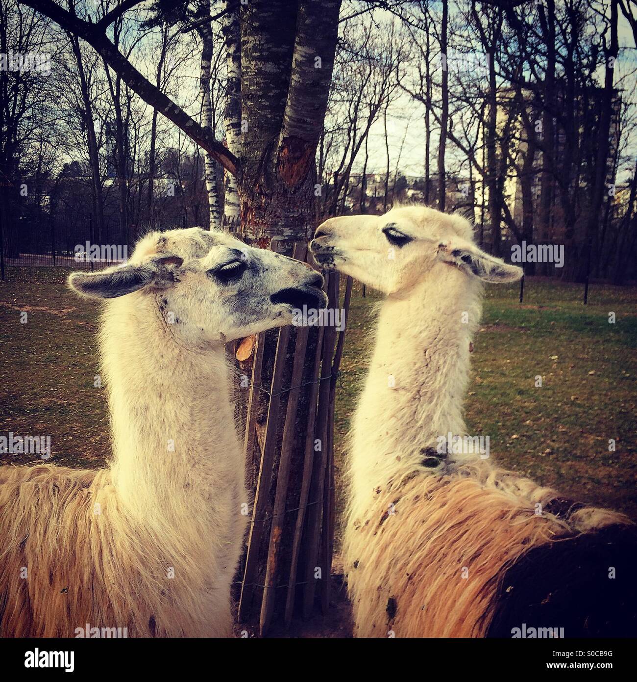 Two llamas, parc du chateau, Epinal,Vosges,Lorraine, France Stock Photo