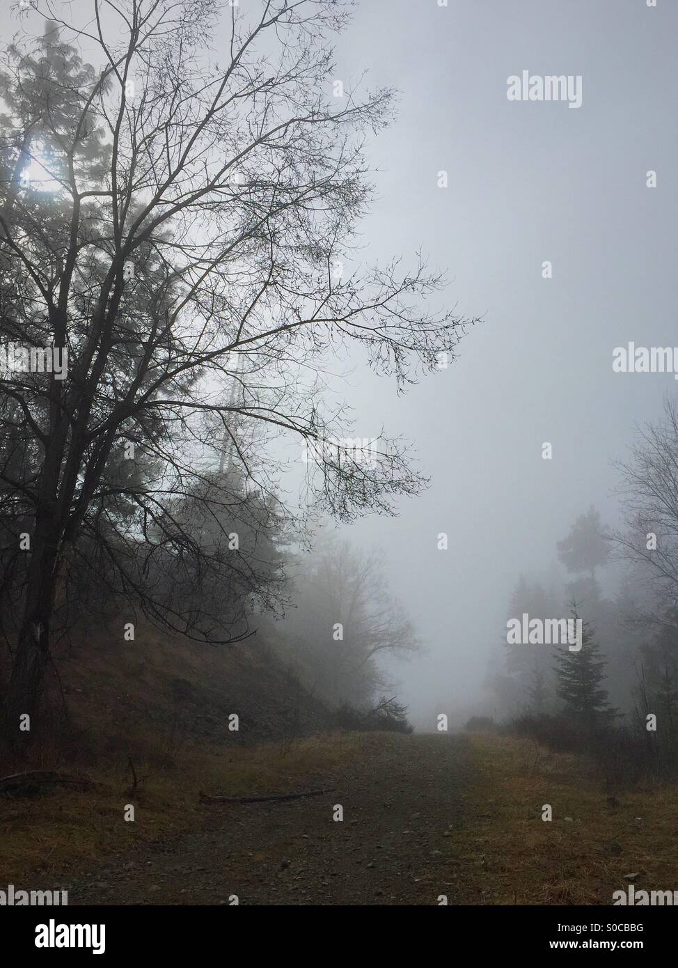 Fog in the woods, trees, misty, fog, foggy, forest, mysterious, calm, trail, path, lonely - Smartphone Captured Stock Image Fog in the woods, trees, misty, fog, foggy, forest, mysterious, calm, trail, path, lonely - Smartphone Captured Stock Image