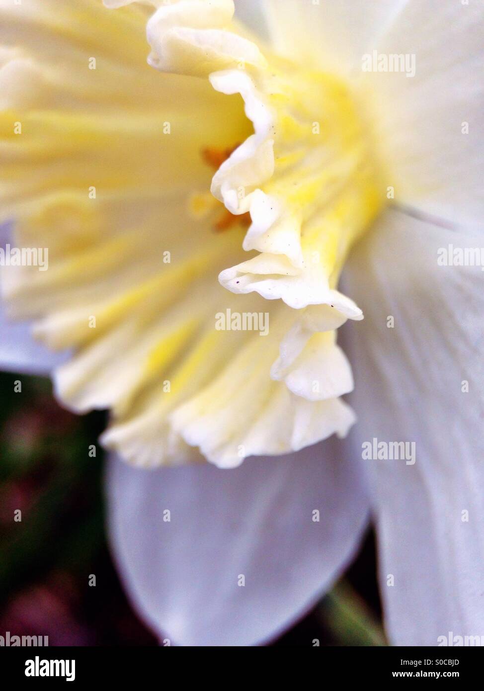 Daffodil detail - Smartphone Captured Stock Image