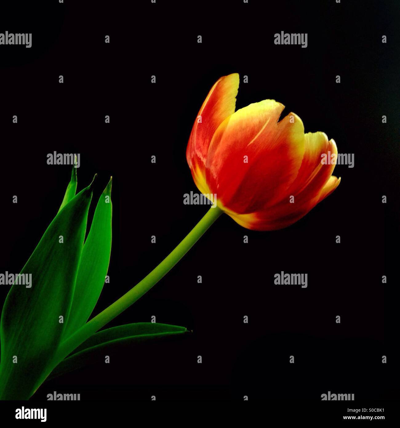 Red and yellow tulip against a dark background. - Smartphone Captured Stock Image