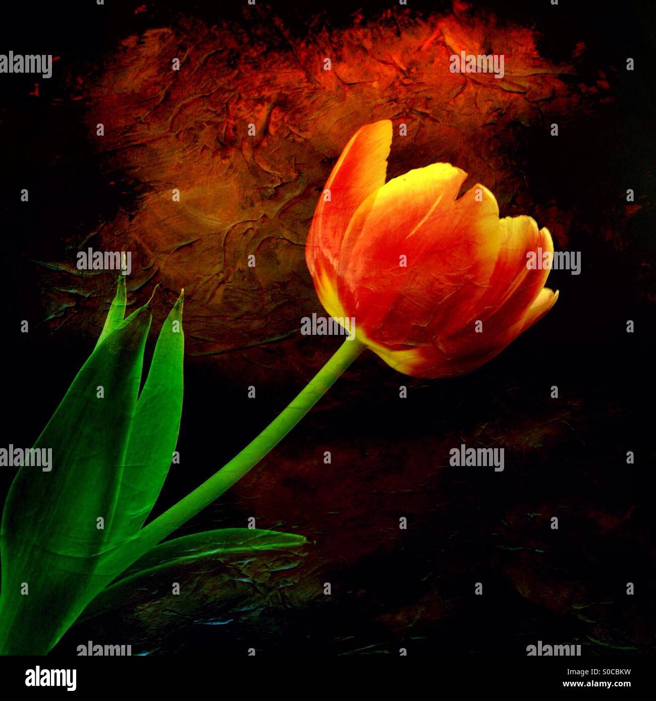 A red and yellow tulip against a dark background, with texture. - Smartphone Captured Stock Image