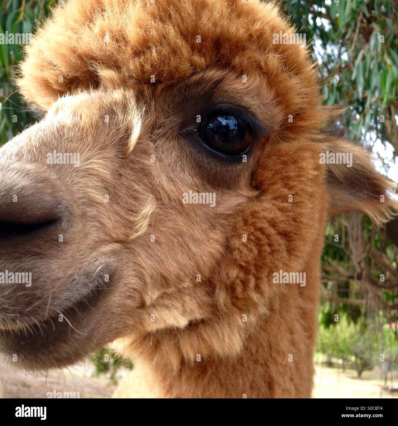 Alpaca coming in for a sniff - Smartphone Captured Stock Image