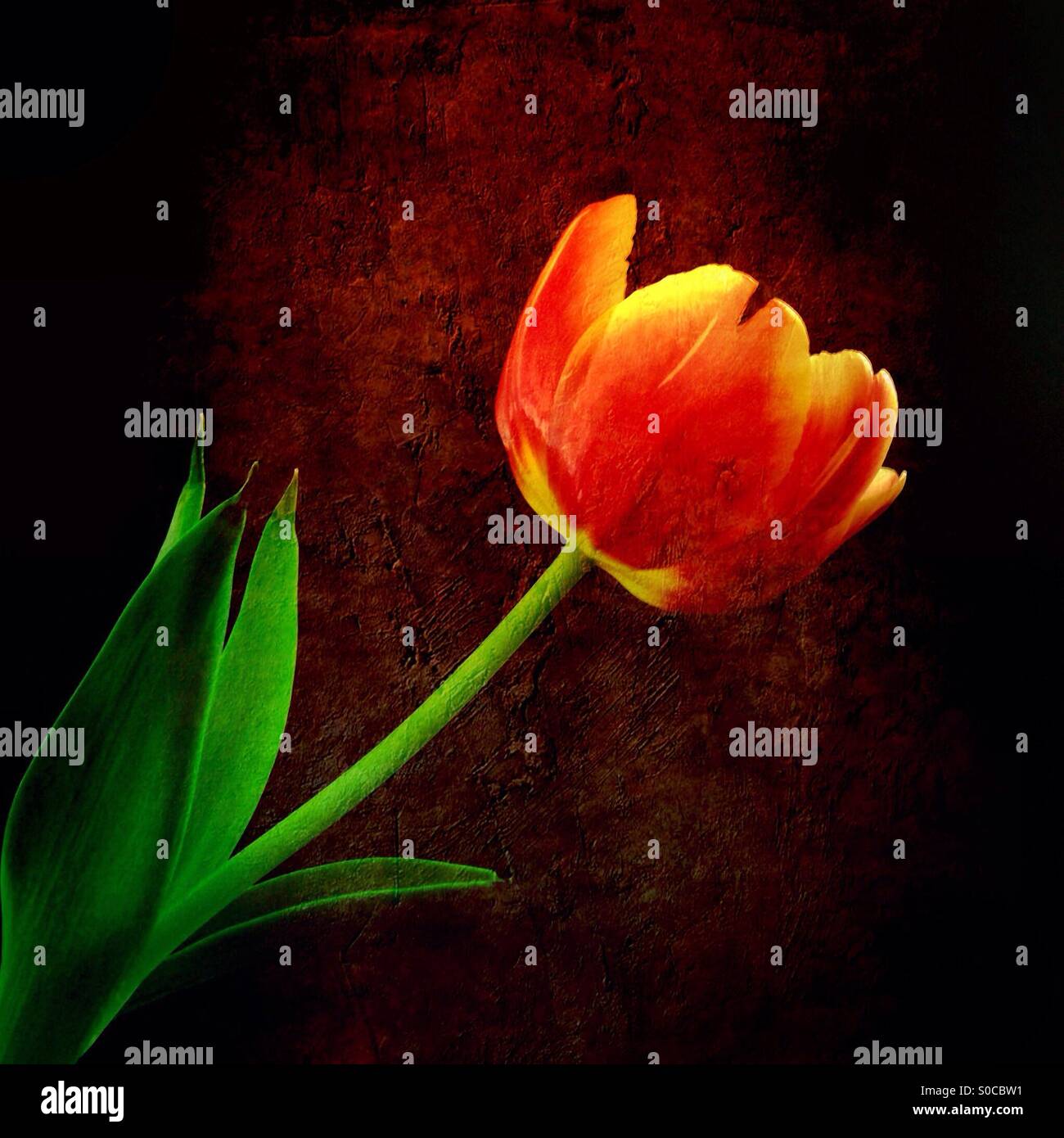 A red and yellow tulip against a dark red, textured background. - Smartphone Captured Stock Image