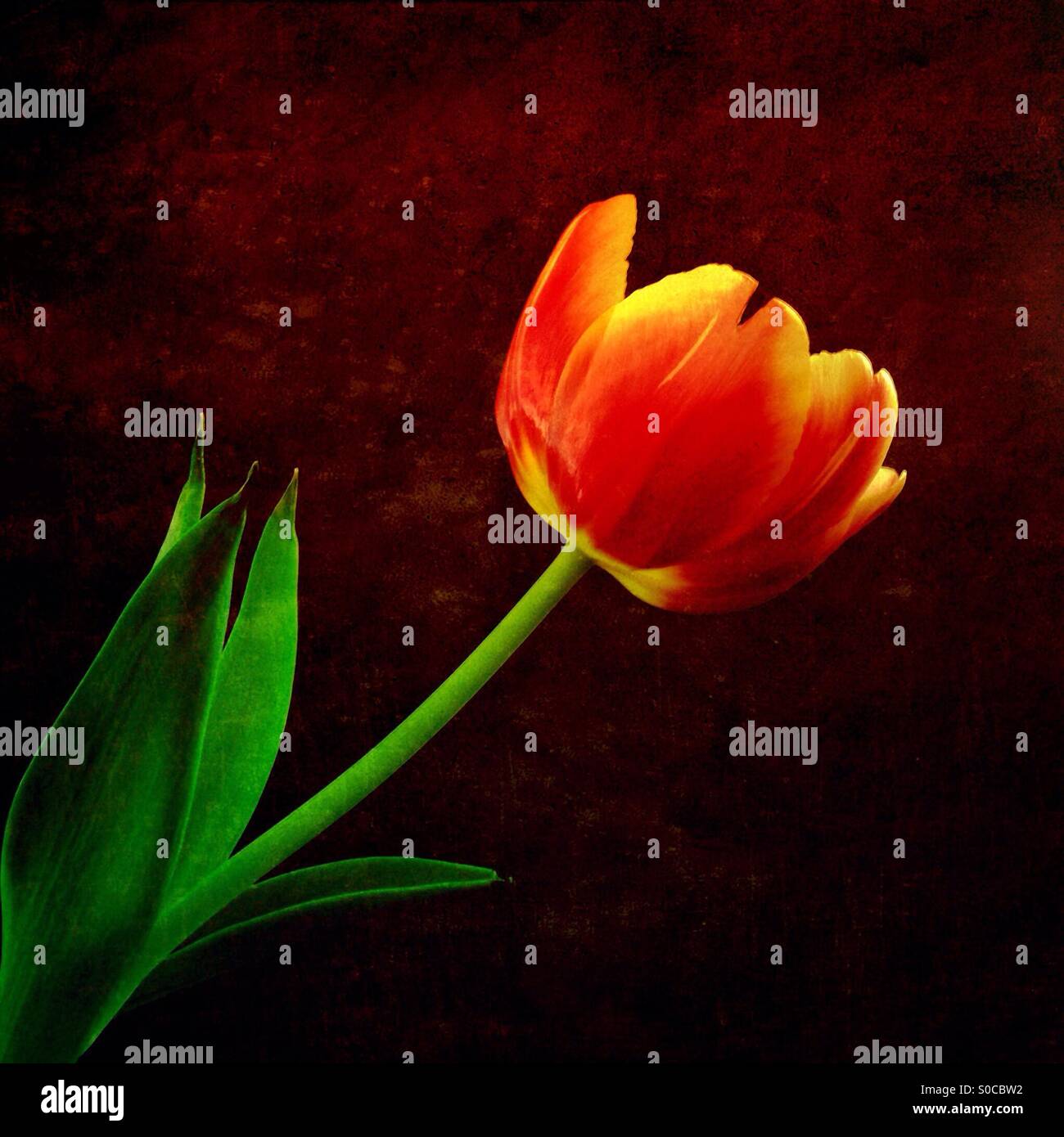 A red and yellow tulip against a dark red, textured background. - Smartphone Captured Stock Image