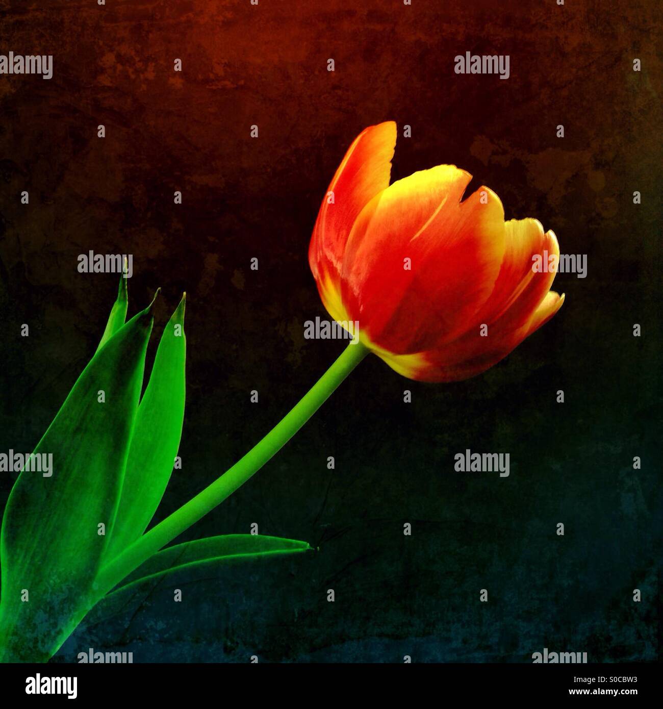 A red and yellow tulip against a dark, coloured background. - Smartphone Captured Stock Image