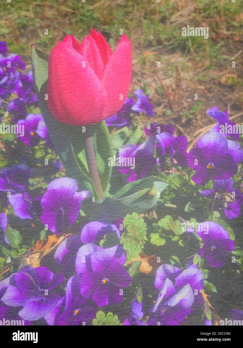 Deep pink tulip among a field of violets in Spring, with painterly texture overlay. Stock Photo